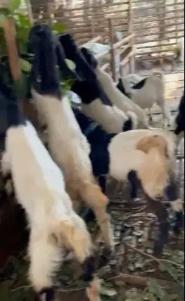 10 ekor bakalan kambing cross etawa jawaan 4-5 bln 1 jantan 9 betinaan