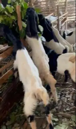10 ekor bakalan kambing cross jawaan etawa 4-5 bln 1 jantan 9 betinaan