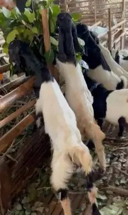 10 ekor bakalan kambing cross jawaan etawa 4-5 bln 1 jantan 9 betinaan
