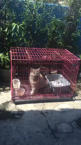 kucing persia betina