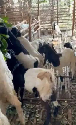 10 ekor bakalan kambing cross etawa jawaan 1 jantan 9 betina 4-5 bulan