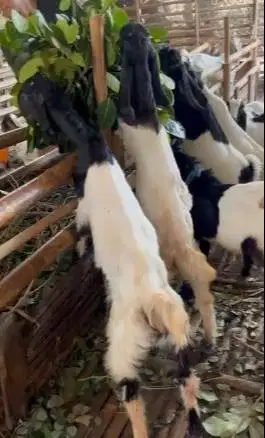 10 ekor bakalan kambing cross etawa jawaan 4-5 bln 1 jantan 9 betinaan