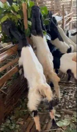 10 ekor bakalan kambing cross etawa jawaan 1 jantan 9 betina 4-5 bulan