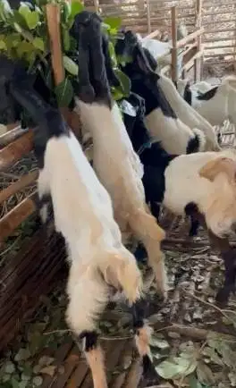 10 ekor bakalan kambing cross etawa jawaan 4-5 bln 1 jantan 9 betinaan