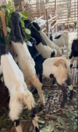 10 ekor bakalan kambing cross etawa jawaan 4-5 bln 1 jantan 9 betinaan