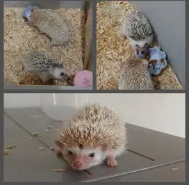 LANDAK MINI Cinamon Sp betinaa