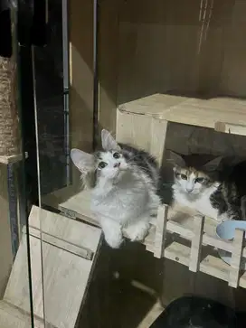 Kucing mainecoon mencon mainecon