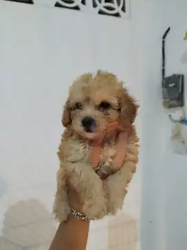 puppies toy poodle