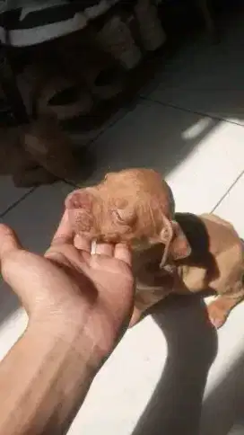 Pitbul rednose pure