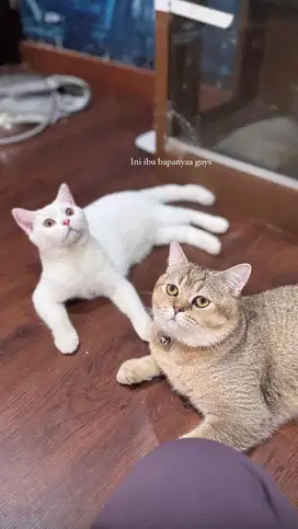 BSH golden & white solid