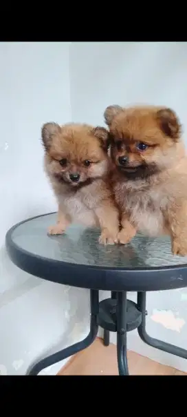 Anjing minipom brown