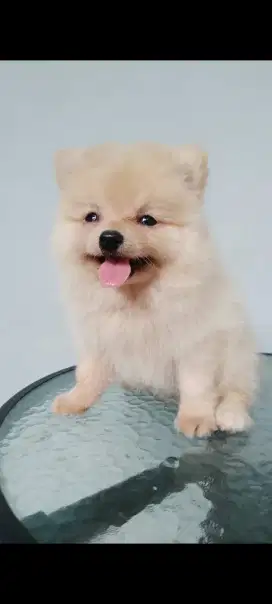 Anjing minipom broken white