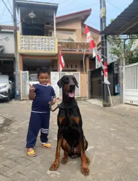 DOBERMANN ORIGINAL