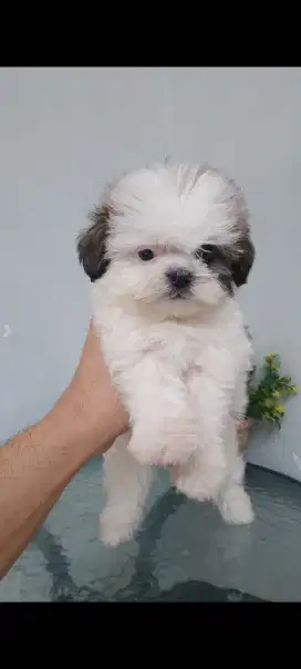 Anjing Shit zhu