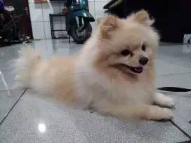 anjing minipom.