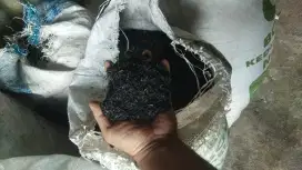 Areng sekam padi (media tanam)