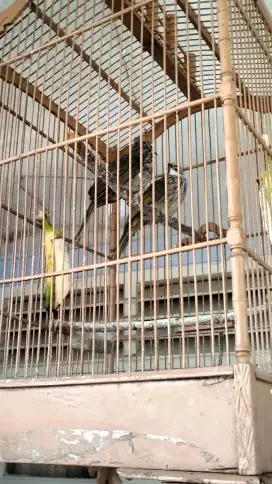 Cucak Rowo sepasang mapan