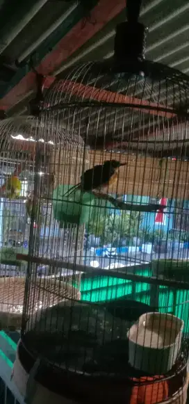 Murai batu trotol jantan ada 2