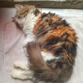 Kucing betina calico sudah steril untuk teman dirumah