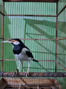Jalak suren masteran handal