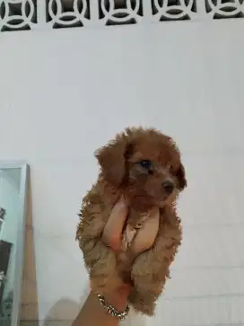 puppies toy poodle