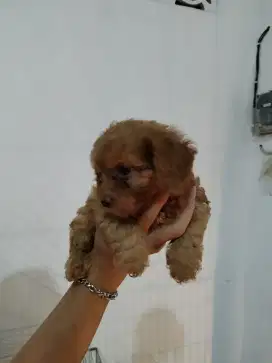 puppies toy poodle