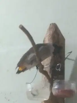Burung kutilang pikat bahan