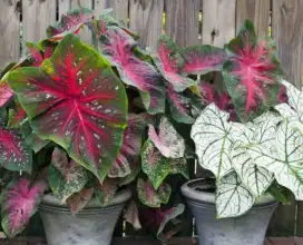 Jasa pemasangan tanaman/tanaman hias caladium