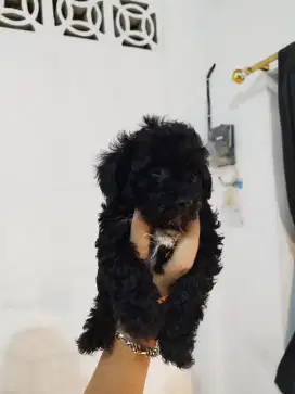 puppies toy poodle