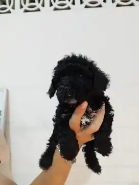 puppies toy poodle