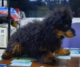 Jual poodle non stb