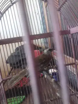 Trucuk lokal tambak masih muda