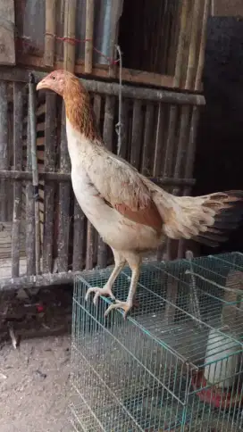 Biang Ayam pama