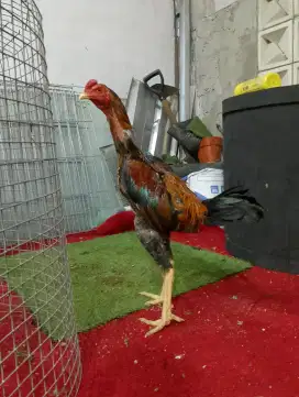 Ayam Bangkok pakhoy berkwalitas