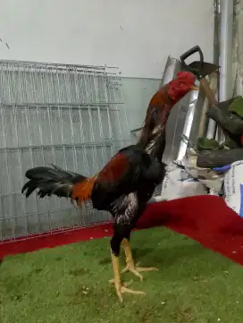 Ayam Bangkok pakhoy berkwalitas