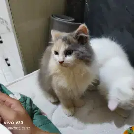 Lepas adop kitten 2 bln ras norwegia