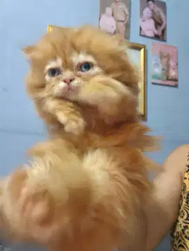 Kitten flatnose