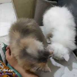 Lepas adop kucing putih kitten 2 bln