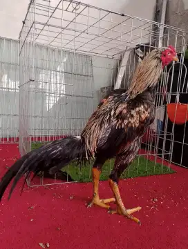 Ayam Mangon berkwalitas