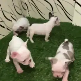 French bulldog puppy
