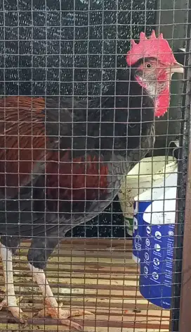 Ayam Bekisar Klawu