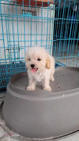 Puppy usia 2 bulan