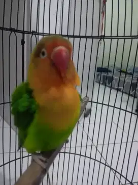 Love bird sama kandang