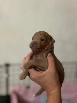 Dijual Poodle puppy induk mini