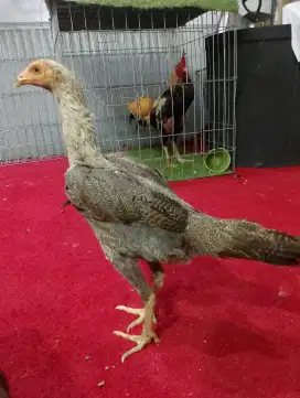 DERE ayam  pakhoy