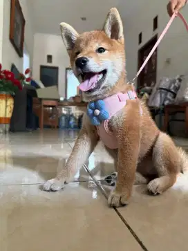 Anak anjing Shiba inu betina