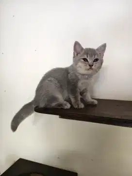 BSH bluegolden female line Ped