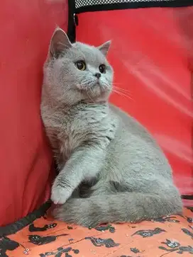 Kucing british shorthair bsh british short hair