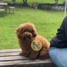 Tiny teacup poodle