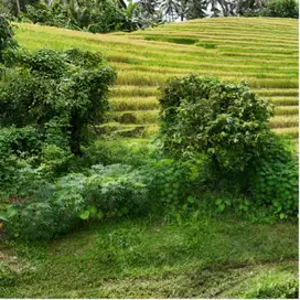 Di jual tanah murah view sawah dan sungai